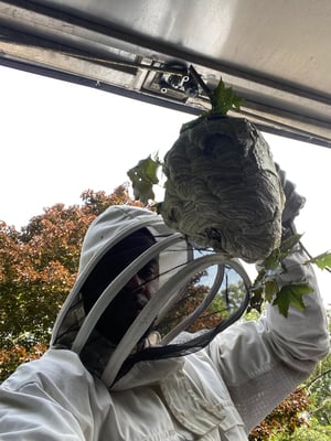 bee-and-wasp-control
