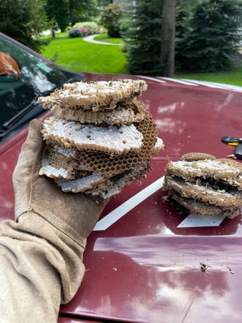 Bee and Wasp Removal