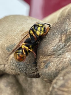Wasp Removal