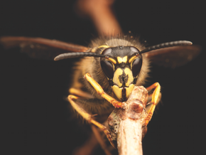 Copy of You have the power to protect your peace. (1)