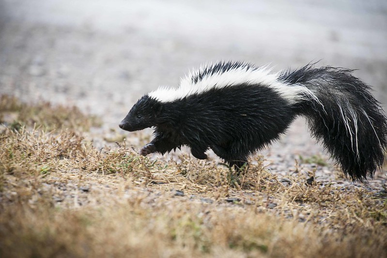 SkunksStool, high quality Boy SkunksSteppi97 Stool, SkunksBathroom Stool, Woodland Rod , Skunk