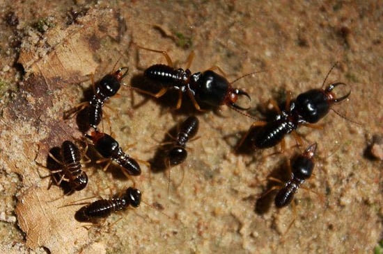 Dark Southeastern Subterranean Termites