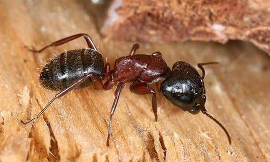 Reddish-black carpenter ant, side view 