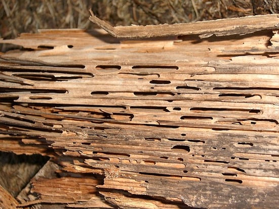Wood damage caused by Carpenter ants