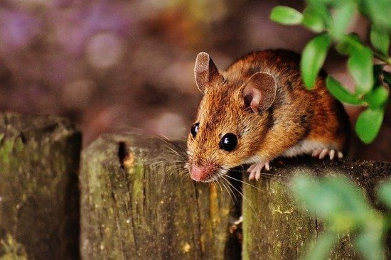 Mouse on wooden fence