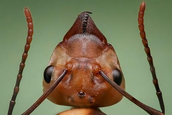 Queen ant close up of head