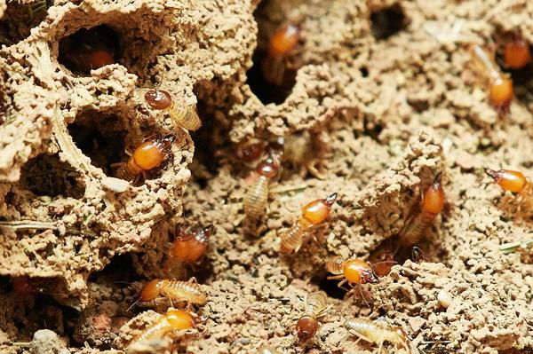 termites-3367350_960_720-2 termites-3367350_960_720-2