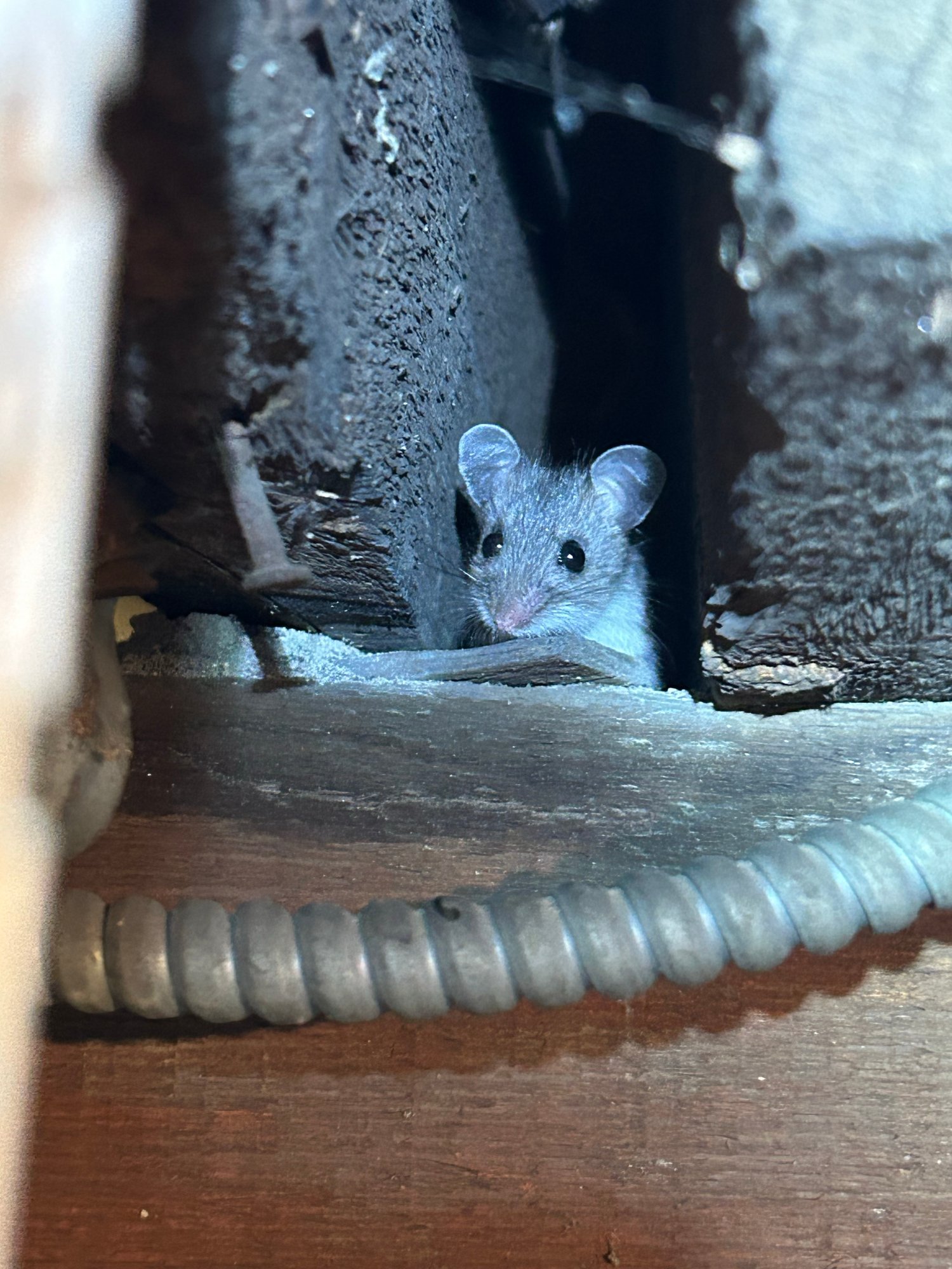 rodent-control-albany-new-york
