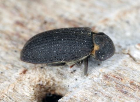Powderpost-Beetles