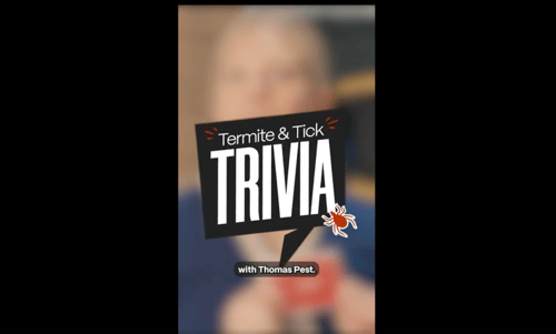 Termites and Ticks NY