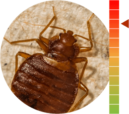 TPS_pest-bed bugs TPS_pest-bed bugs