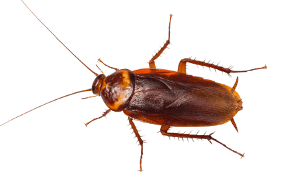 american-roach-ny