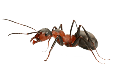 ants