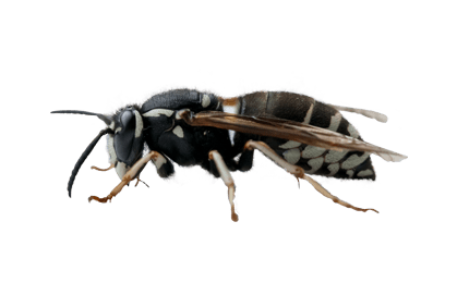bald-faced-hornet