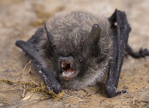 bats-in-albany-new-york-2