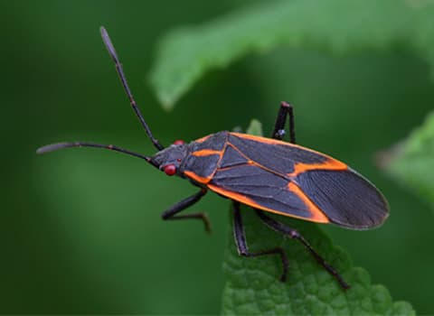 boxelder-bug