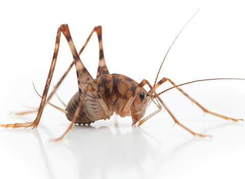 camel-cricket camel-cricket