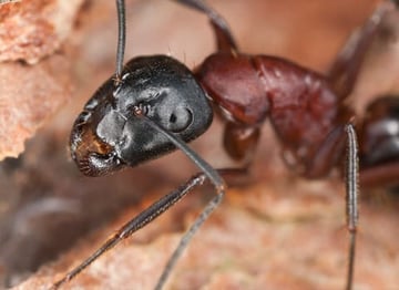 carpenter-ant-control-albany-ny