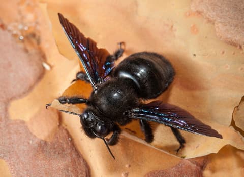 carpenter-bee