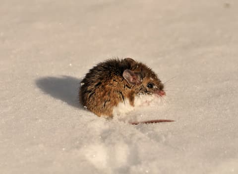 deer-mouse