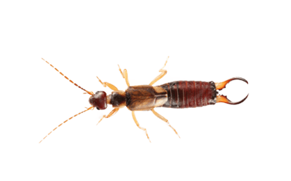earwig