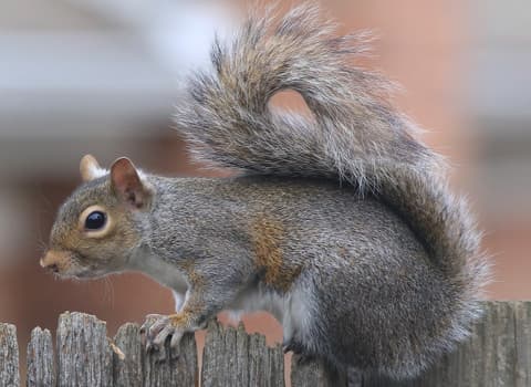 gray-squirrel