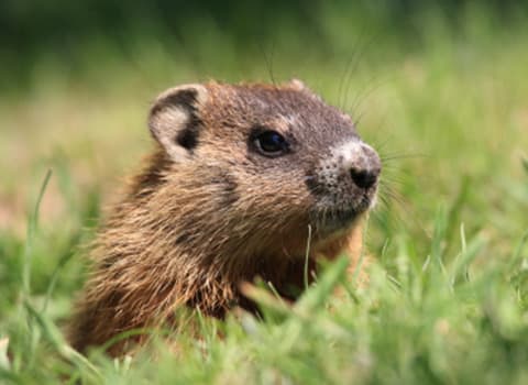 ground-hog