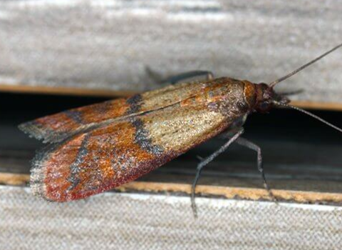 indian-meal-moth