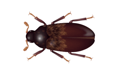 larder-beetle larder-beetle