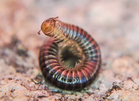 millipedes