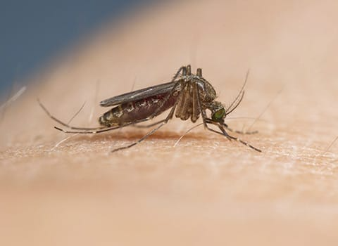 mosquito-control-albany-ny