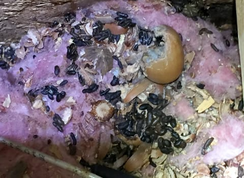 mouse-poop