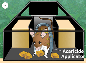 mouse-rubs-against-fipronil-covered-wick-1