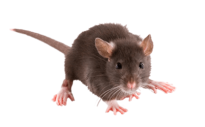 norway-rat norway-rat