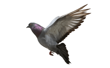 pigeon