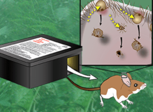 rat 1-4
