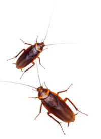 roaches-in-ny-1 roaches-in-ny-1