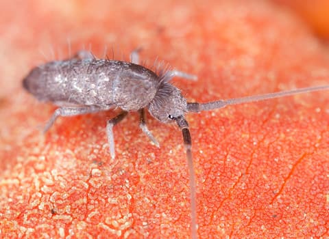 springtail