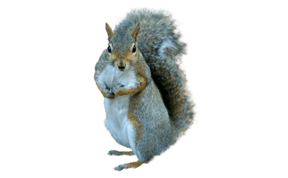 squirrel