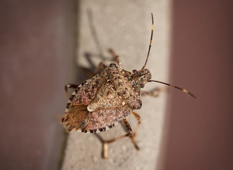 stink-bug