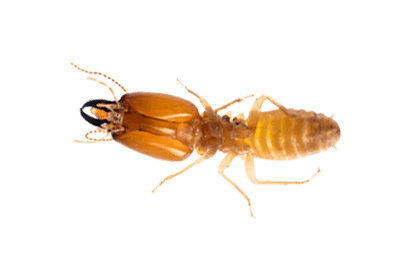 termite