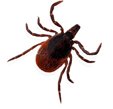 tick-1