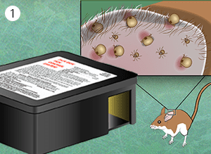 tick-box-with-bait-attracts-mice-1