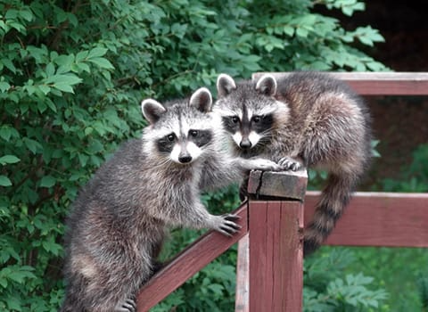 wildlife-removal-1