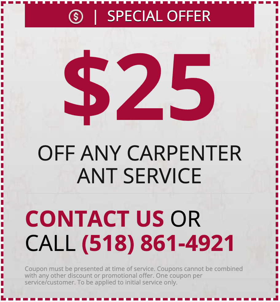 25-off-Carpenter-Ant-Service