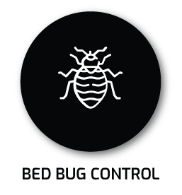 BED-BUG-1