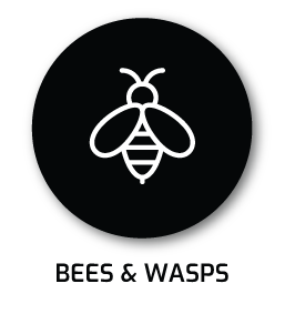 BEES&WASPS-1