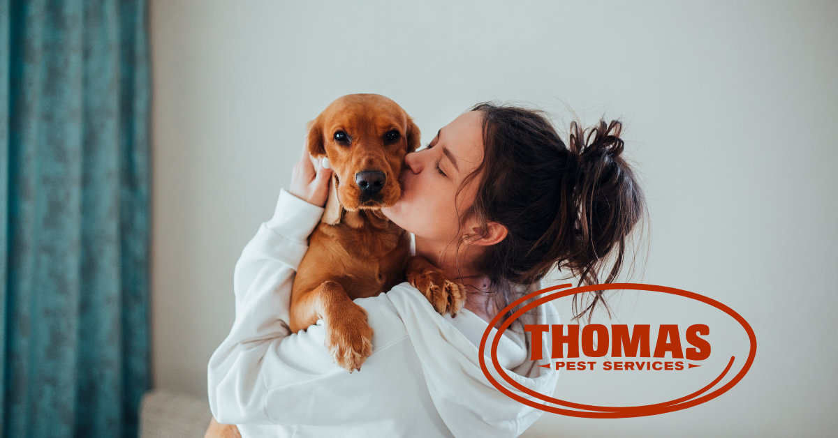 Safe and Effective Pest Control: What Every Pet Owner Needs to Know