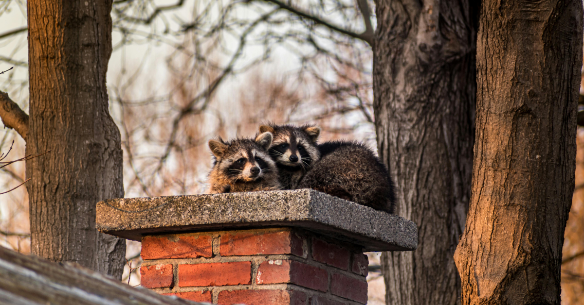 Wildlife vs. Rodents: How to Tell the Difference in Upstate NY