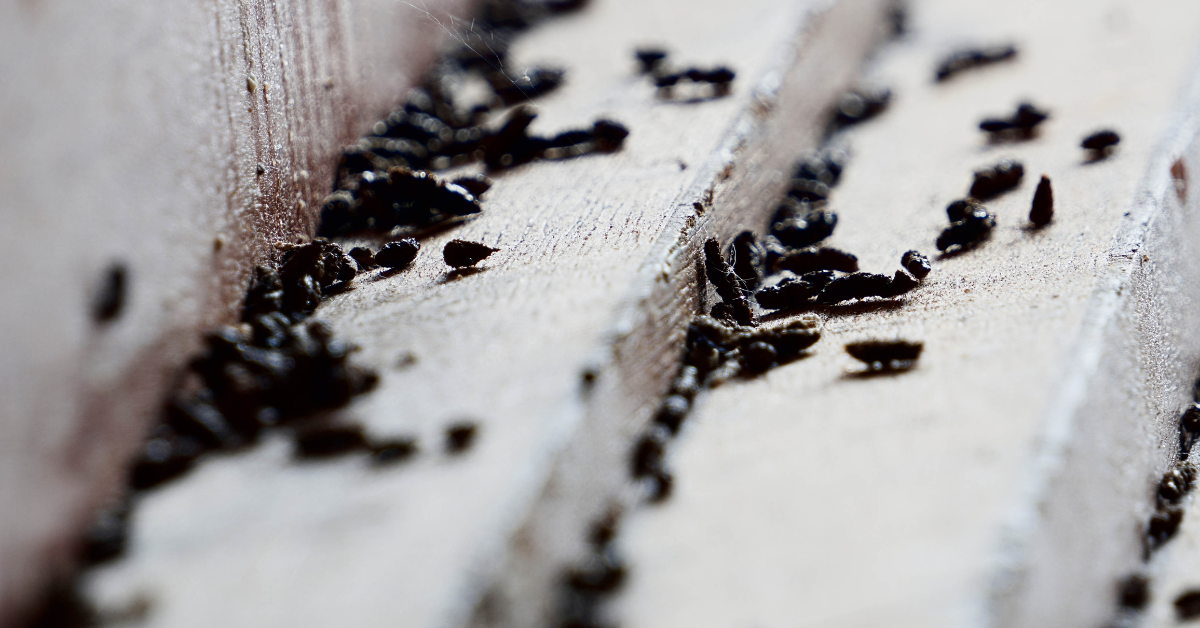 Signs of a Pest Infestation
